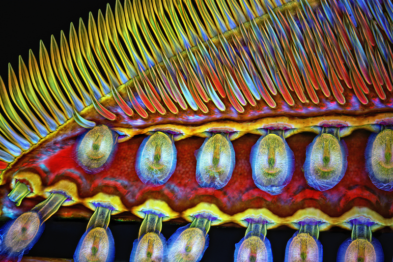 Illustration for article titled Estas son algunas de las fotos microscópicas más espectaculares del año